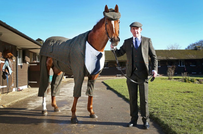 Caballos con traje foto 4