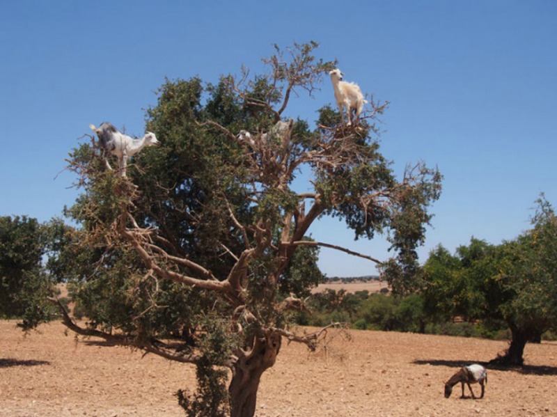 Cabras locas foto 20