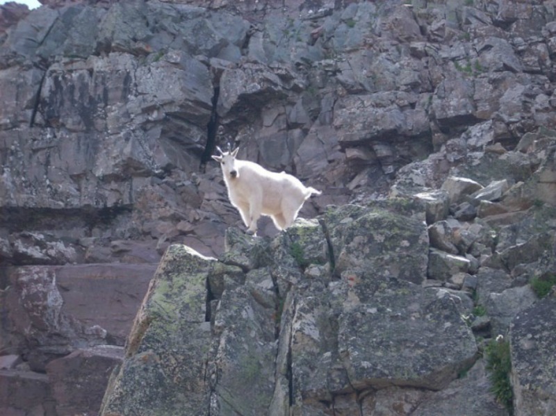 Cabras locas foto 6