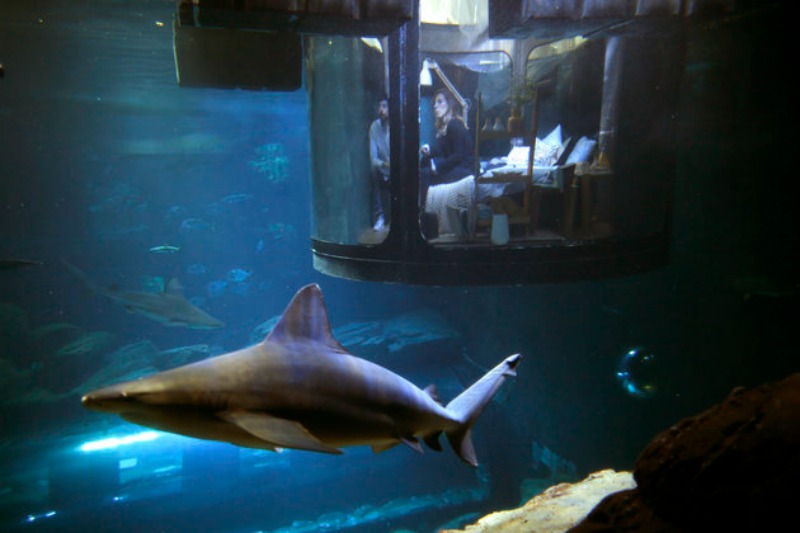 Cama en tanque de tiburones foto 2