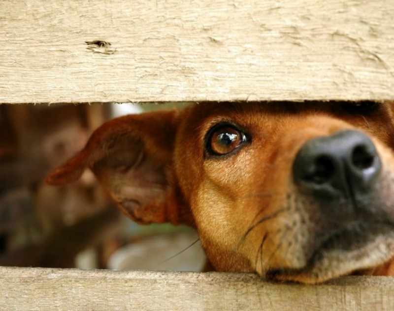 España y abandono de perros 1