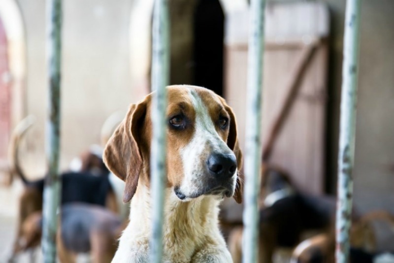 España y abandono de perros 2