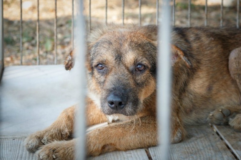 España y abandono de perros 4