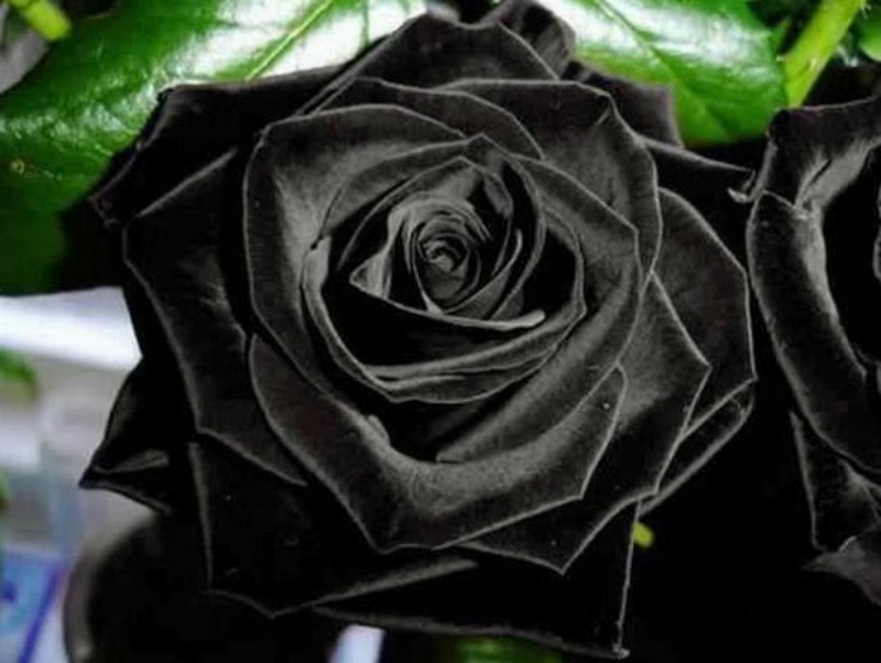 Flores negras naturales foto 1
