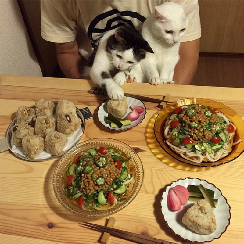 Gatos comiendo con sus amos 10