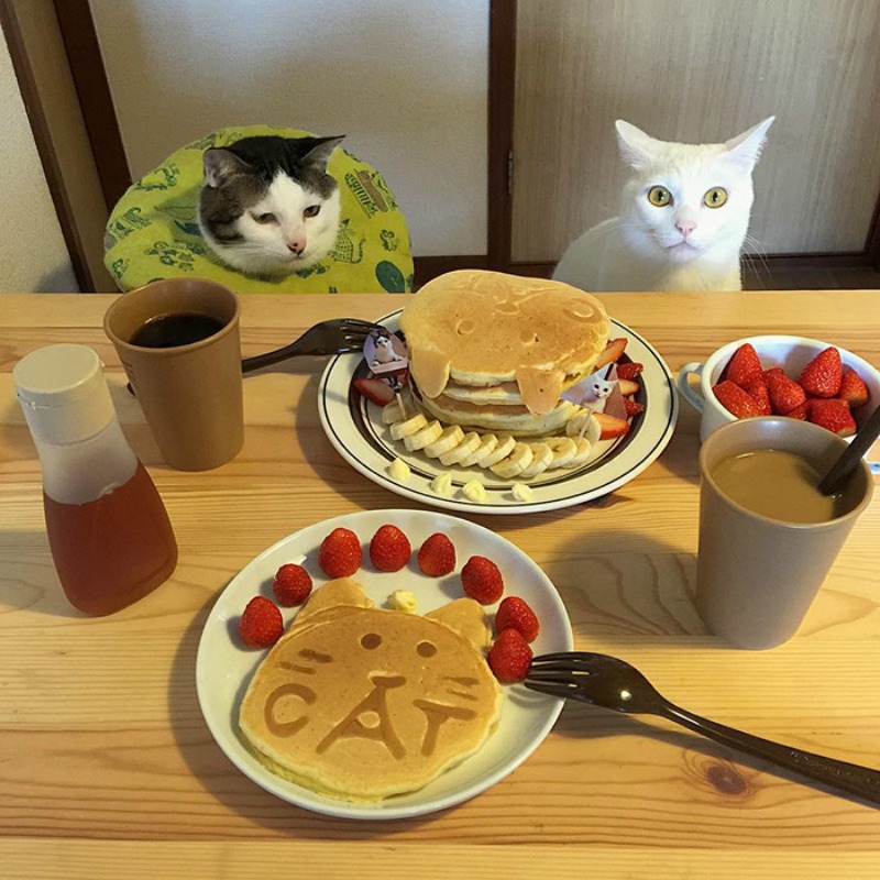 Gatos comiendo con sus amos 14