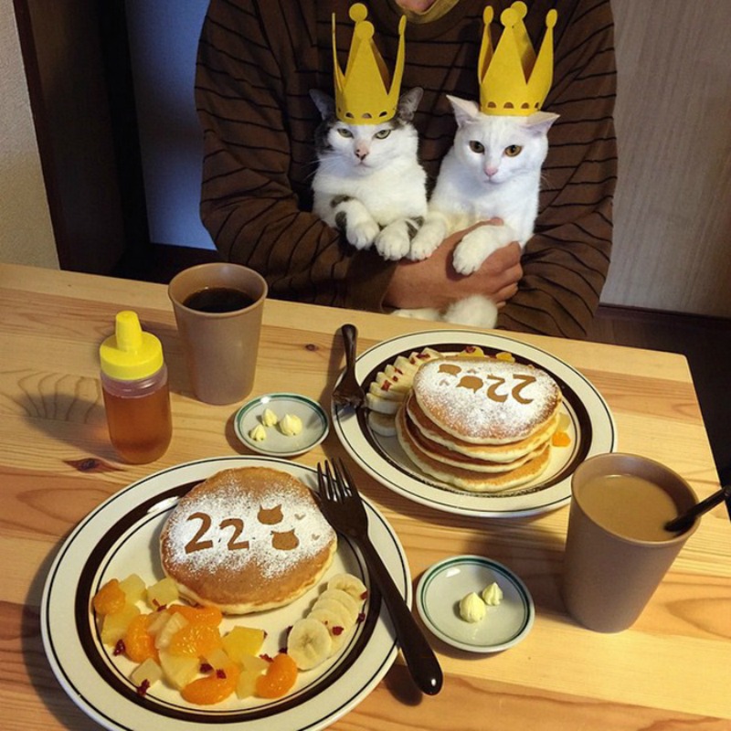 Gatos comiendo con sus amos 16