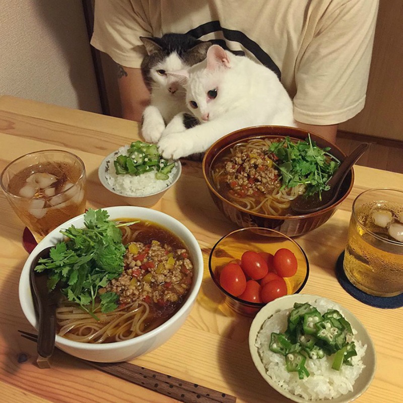 Gatos comiendo con sus amos 6