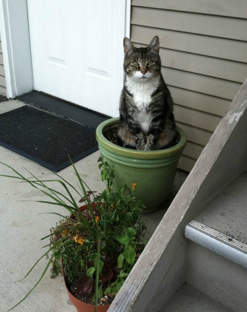 Gatos que se creen plantas foto 13