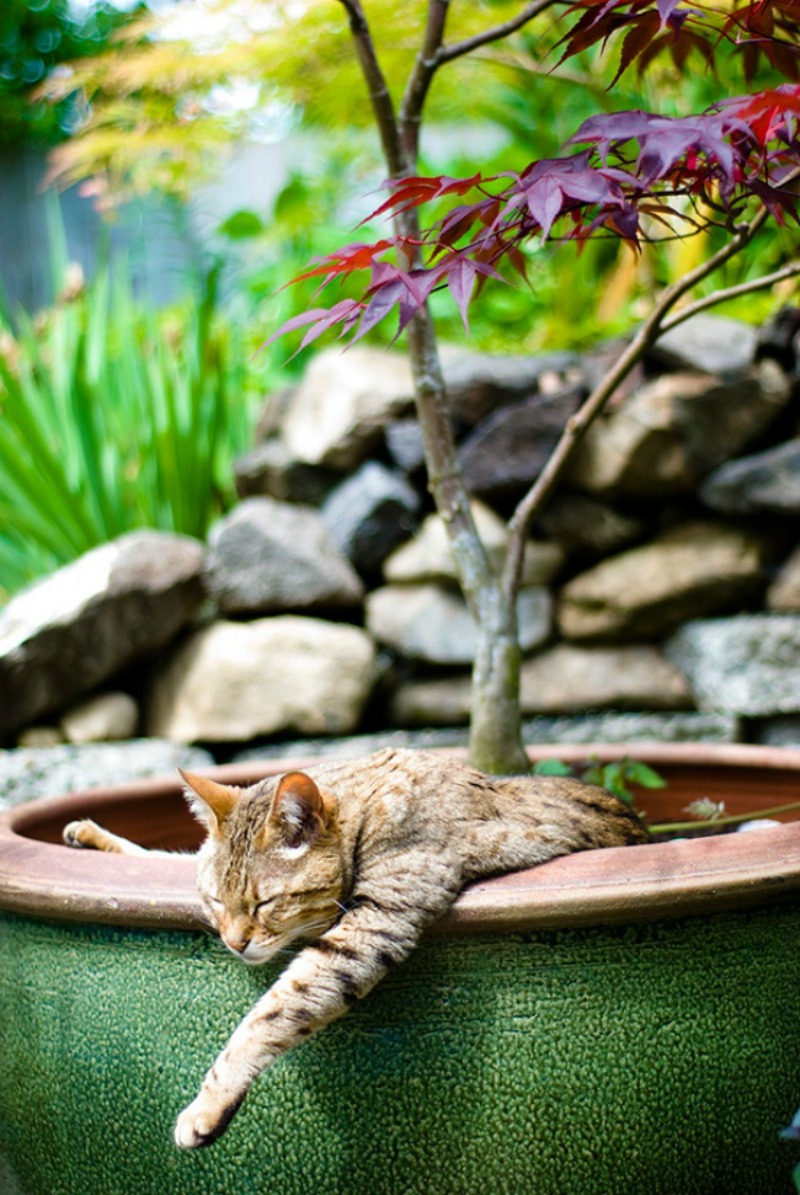 Gatos que se creen plantas foto 14