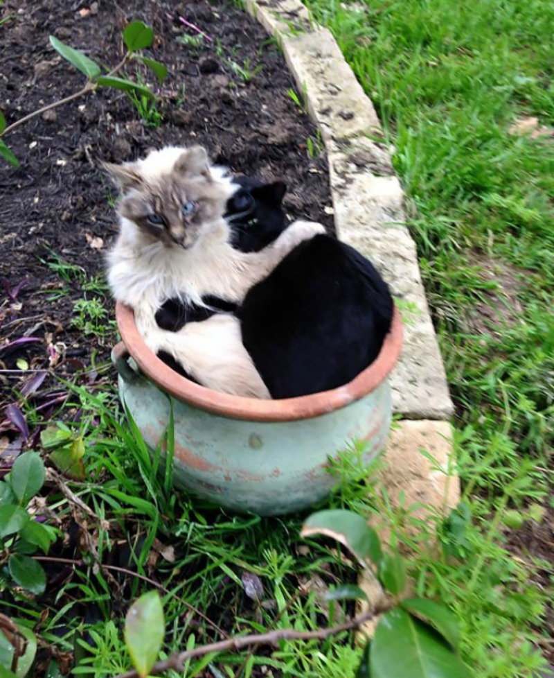 Gatos que se creen plantas foto 16