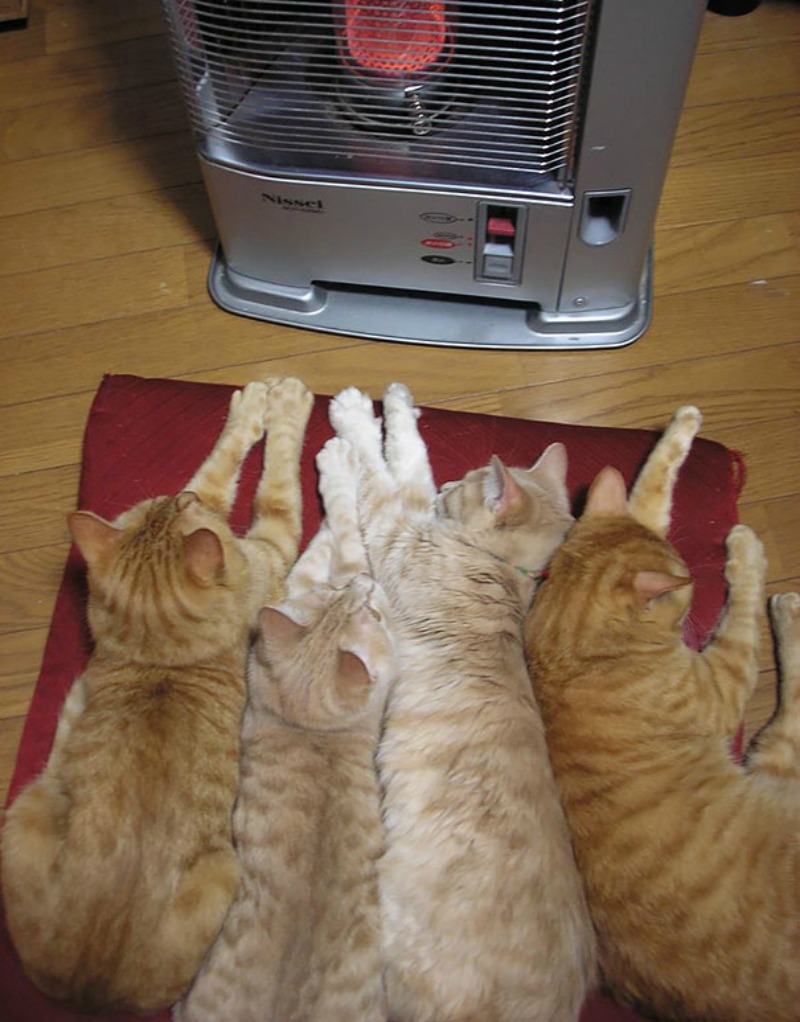 Gatos y calor foto 15
