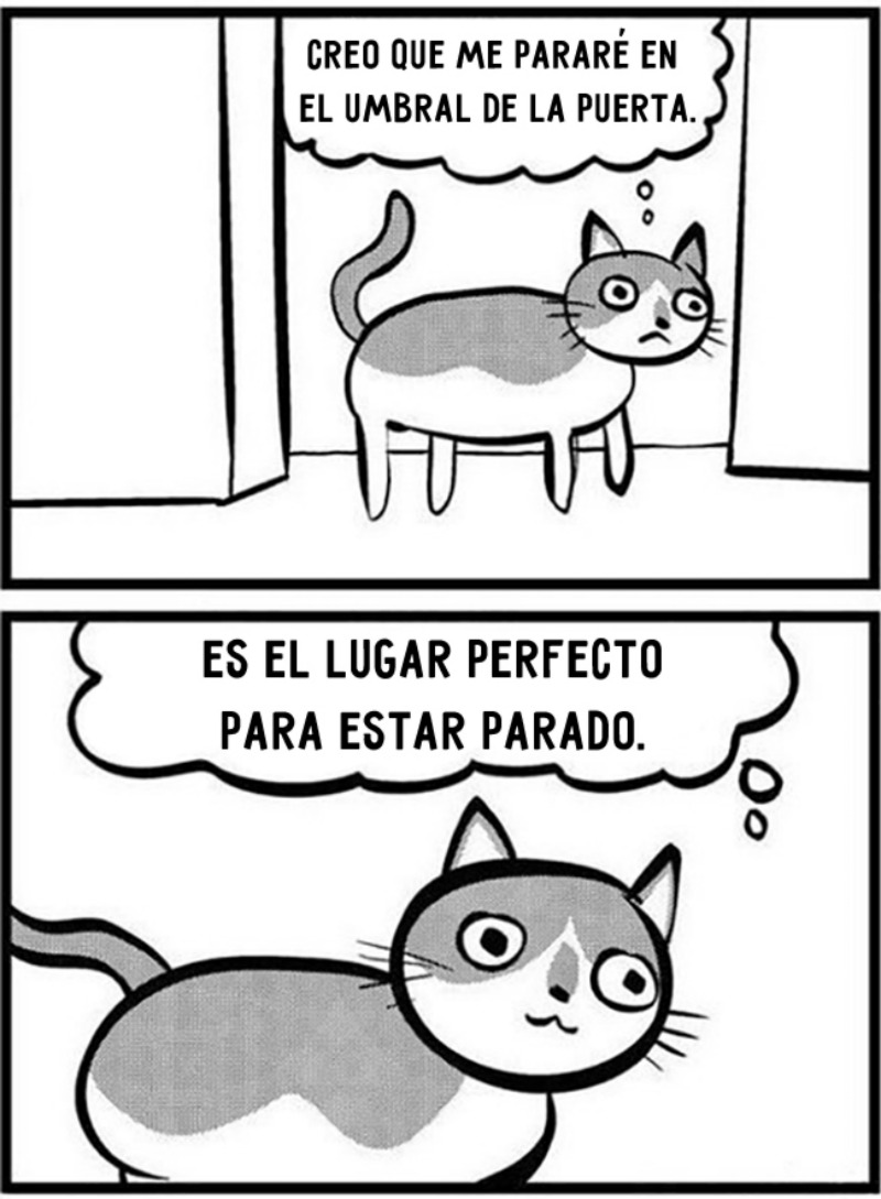 La vida con gatos foto 14