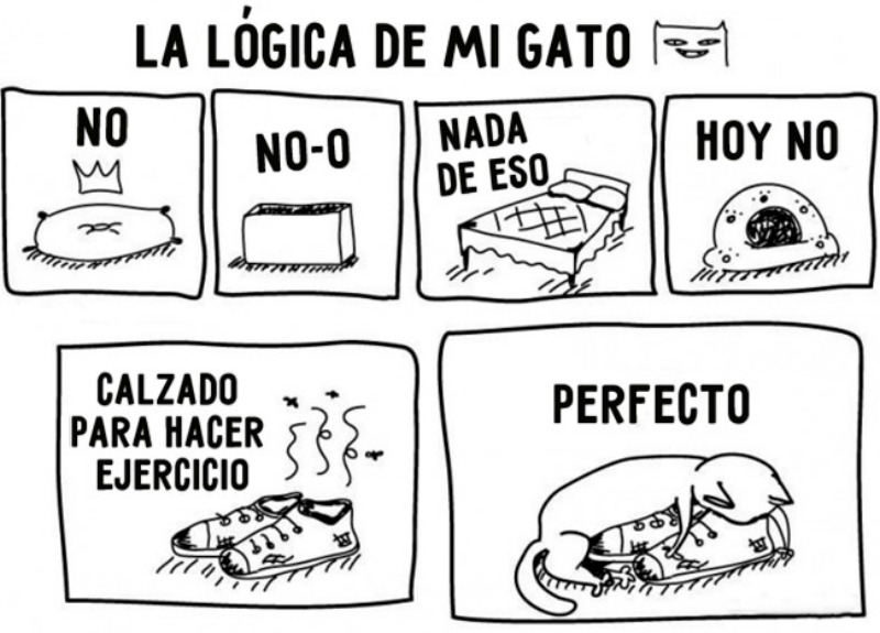 La vida con gatos foto 2