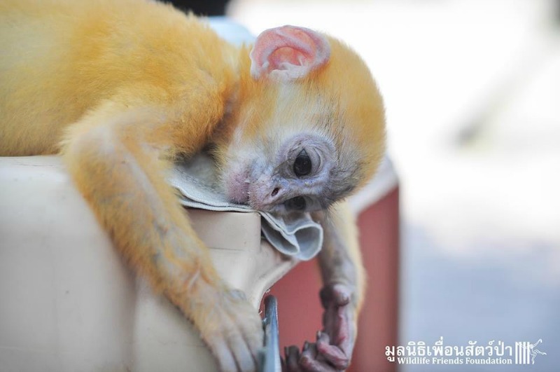 Monito agradece a su salvador 1