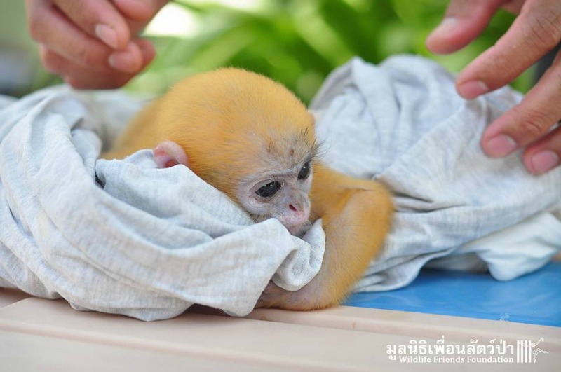 Monito agradece a su salvador 2