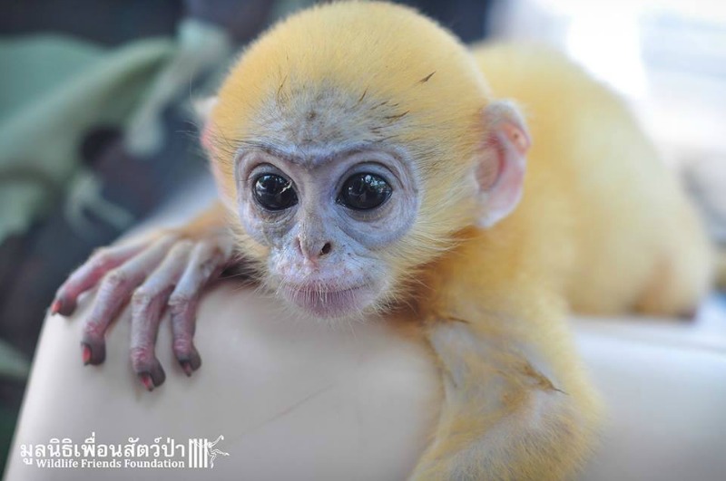 Monito agradece a su salvador 3