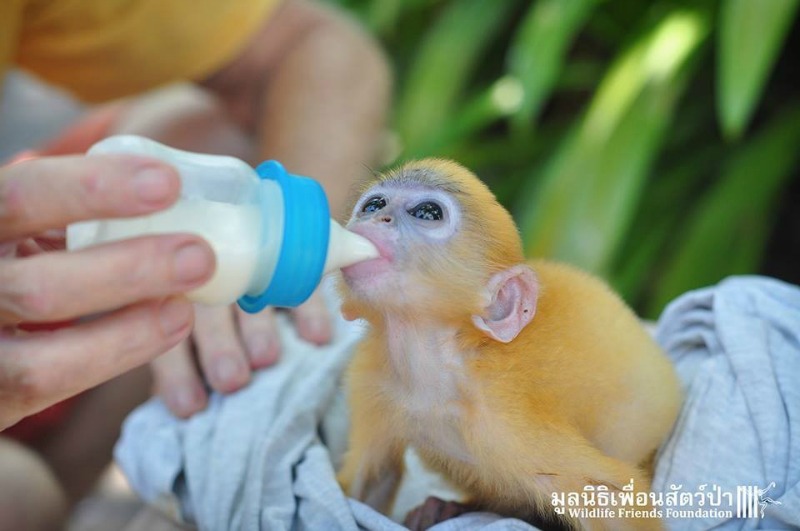 Monito agradece a su salvador 4