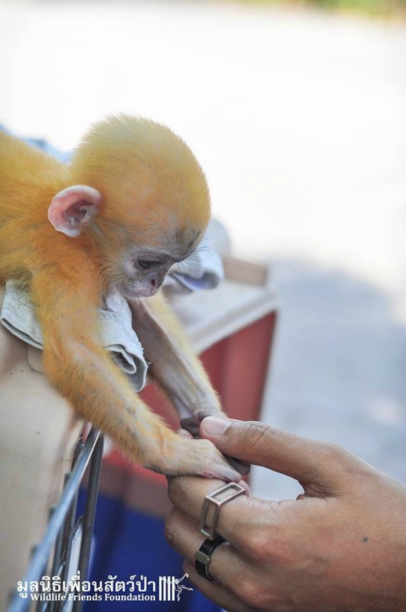 Monito agradece a su salvador 5