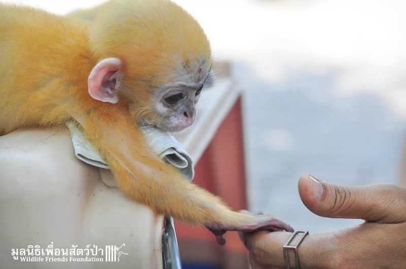 Monito agradece a su salvador 8