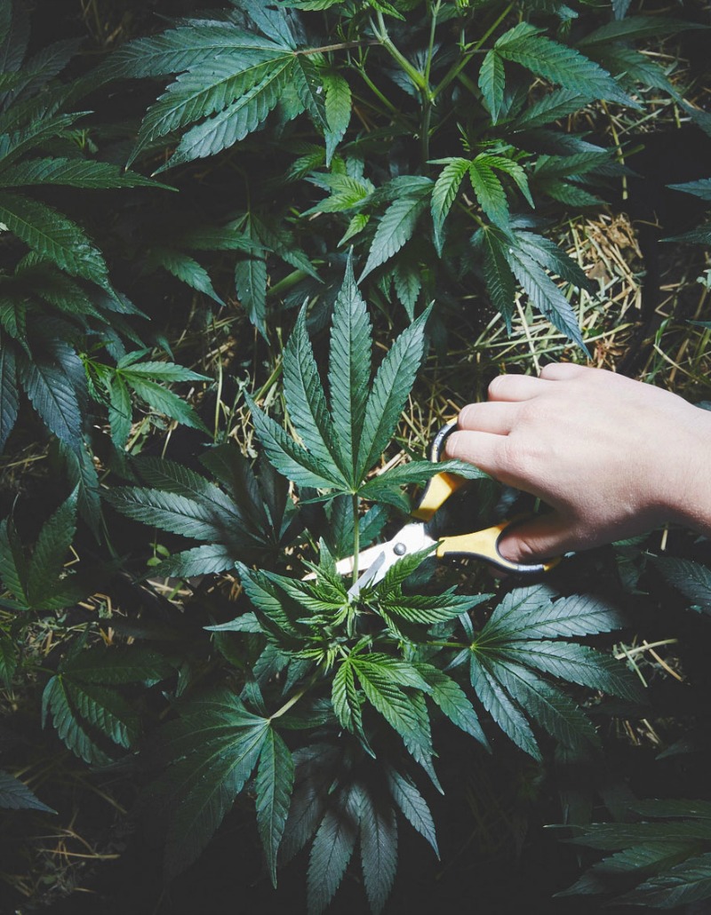 Monjas que cultivan marihuana 4