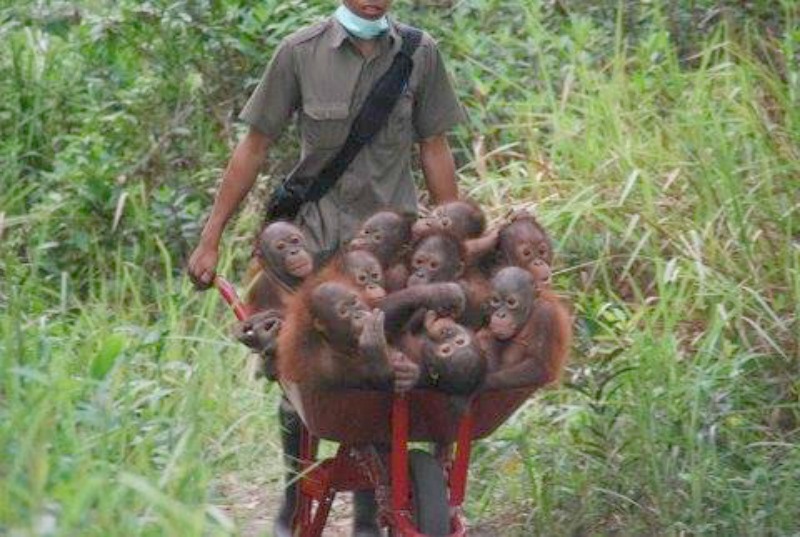 Orangutanes paseando foto 1