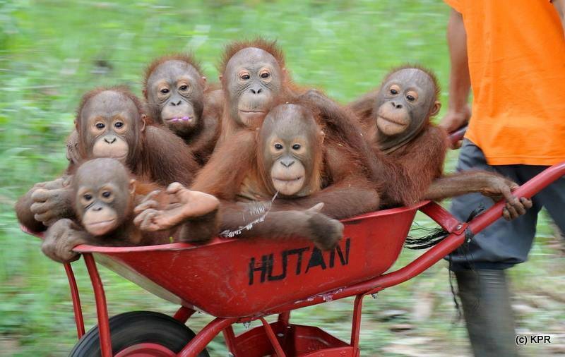 Orangutanes paseando foto 2