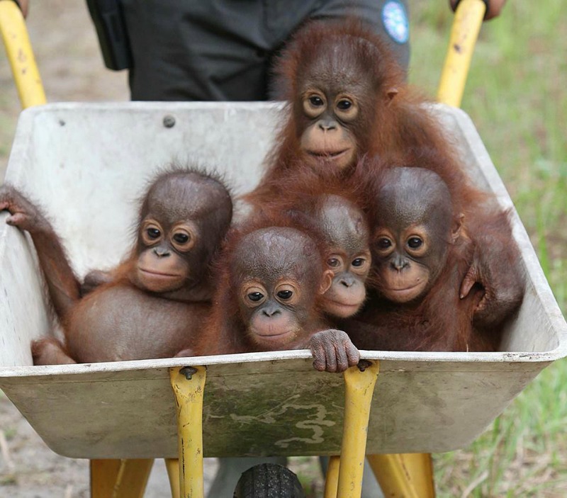 Orangutanes paseando foto 3