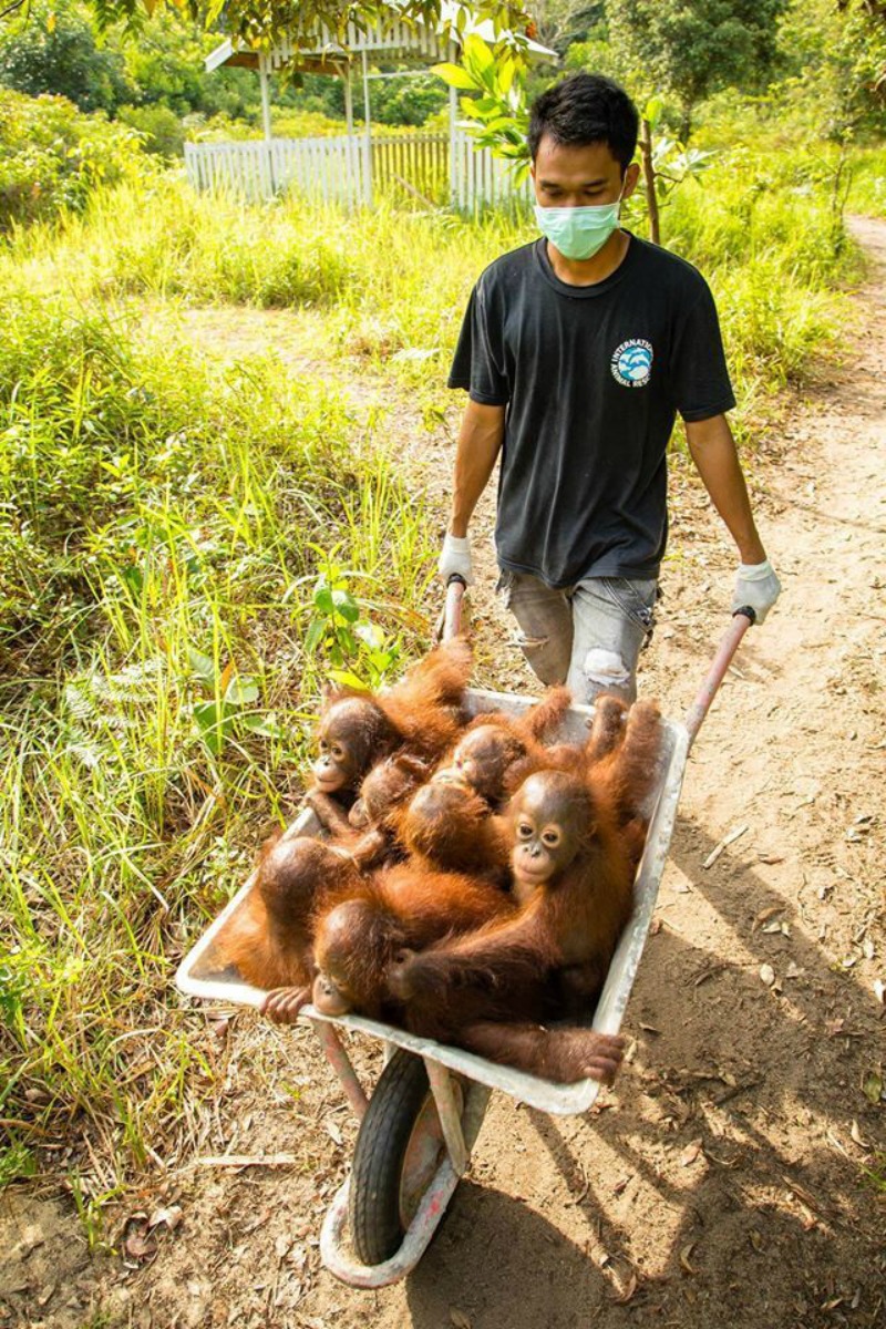 Orangutanes paseando foto 4