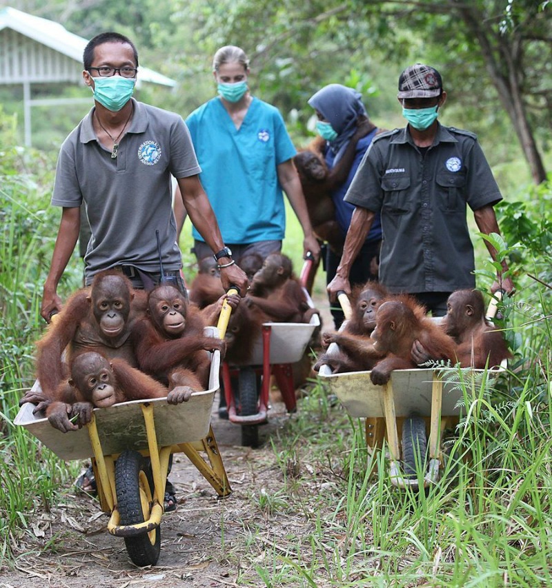 Orangutanes paseando foto 5