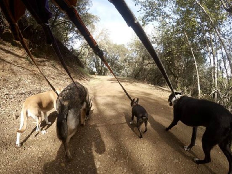 Paseador de perros foto 8