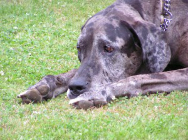 Permisos por la muerte de una mascota foto 3