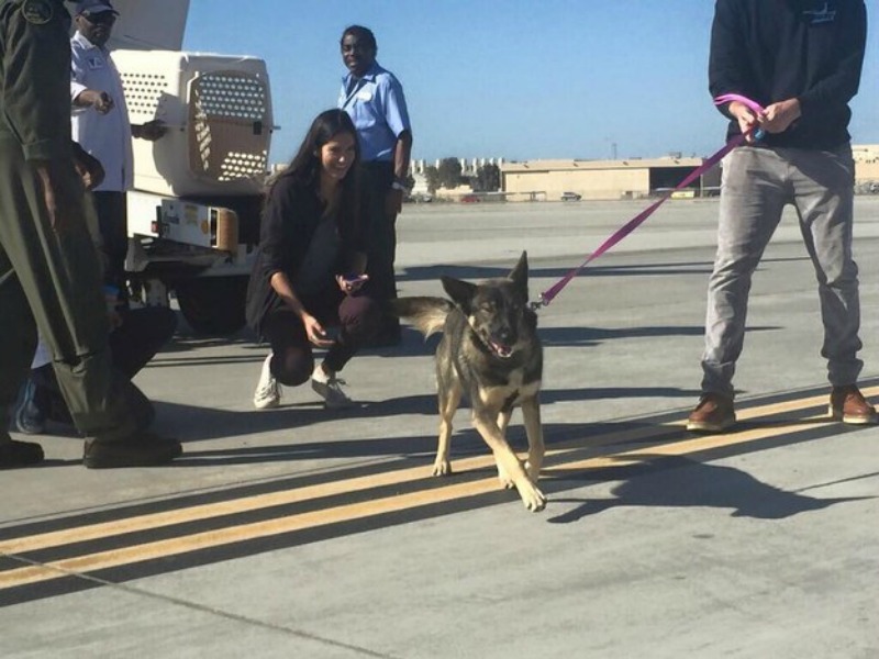 Perro extraviado es encontrado foto 2