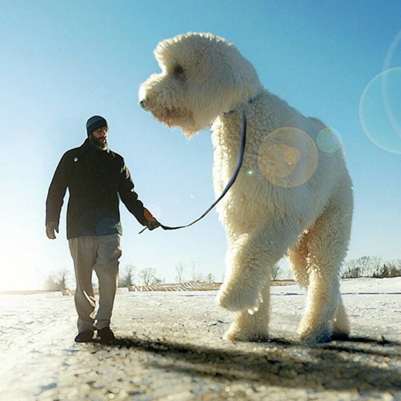 Perro gigante foto 13