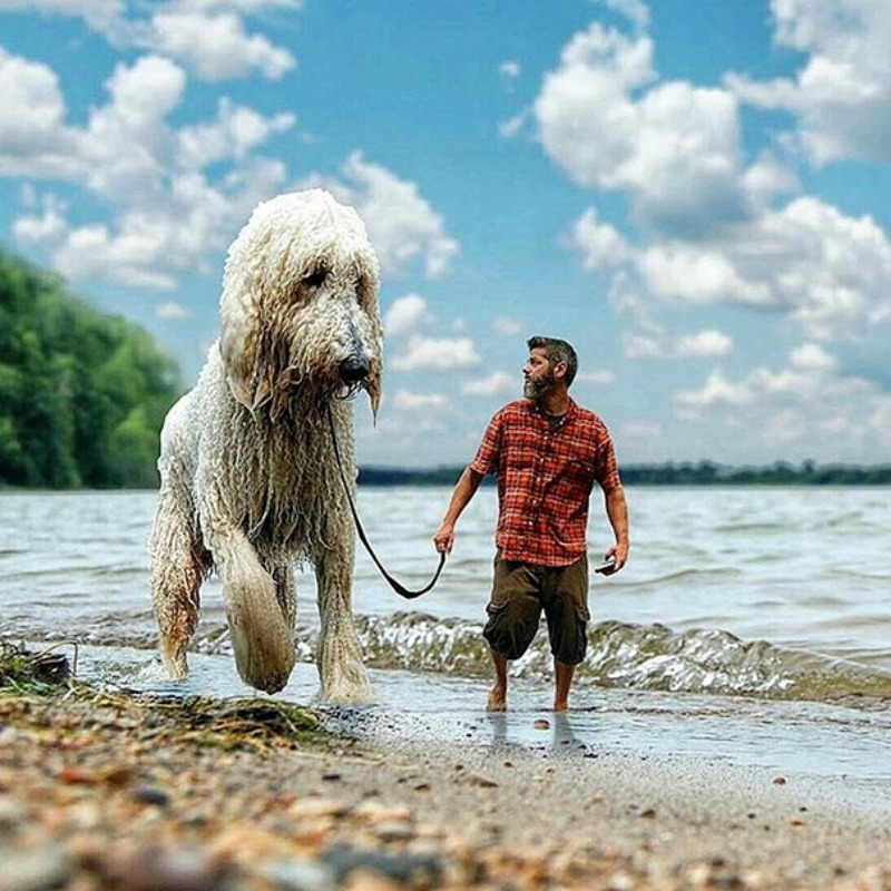 Perro gigante foto 9