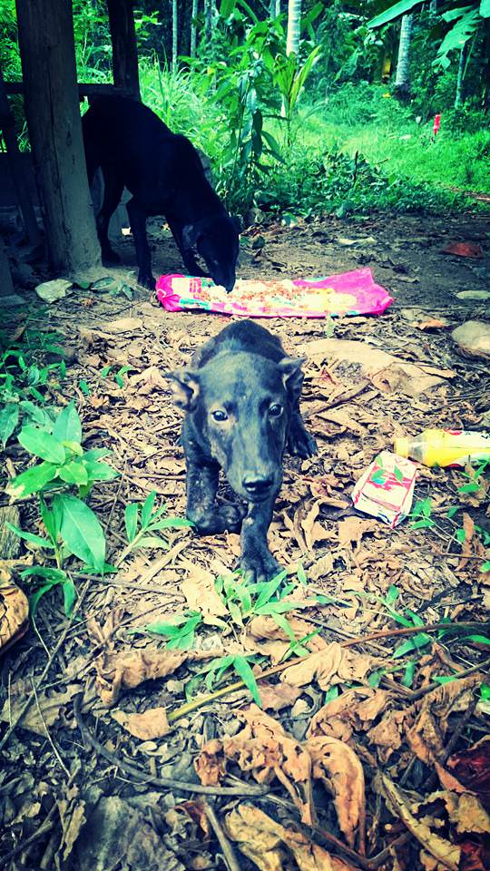 Perro rescatado en Tailandia foto 3