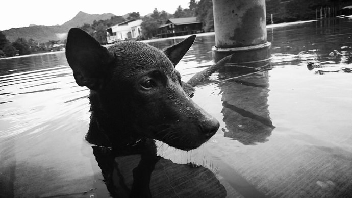 Perro rescatado en Tailandia foto 7