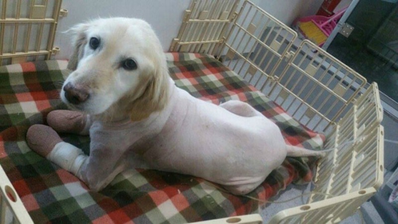 Perro sin patas es adoptado 5