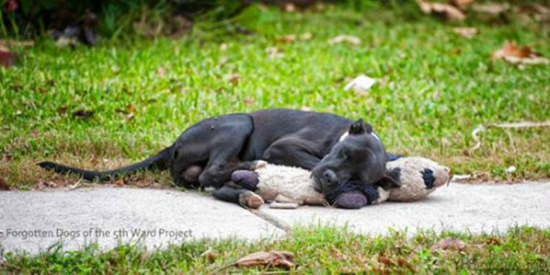 Perro y oso de peluche foto 1