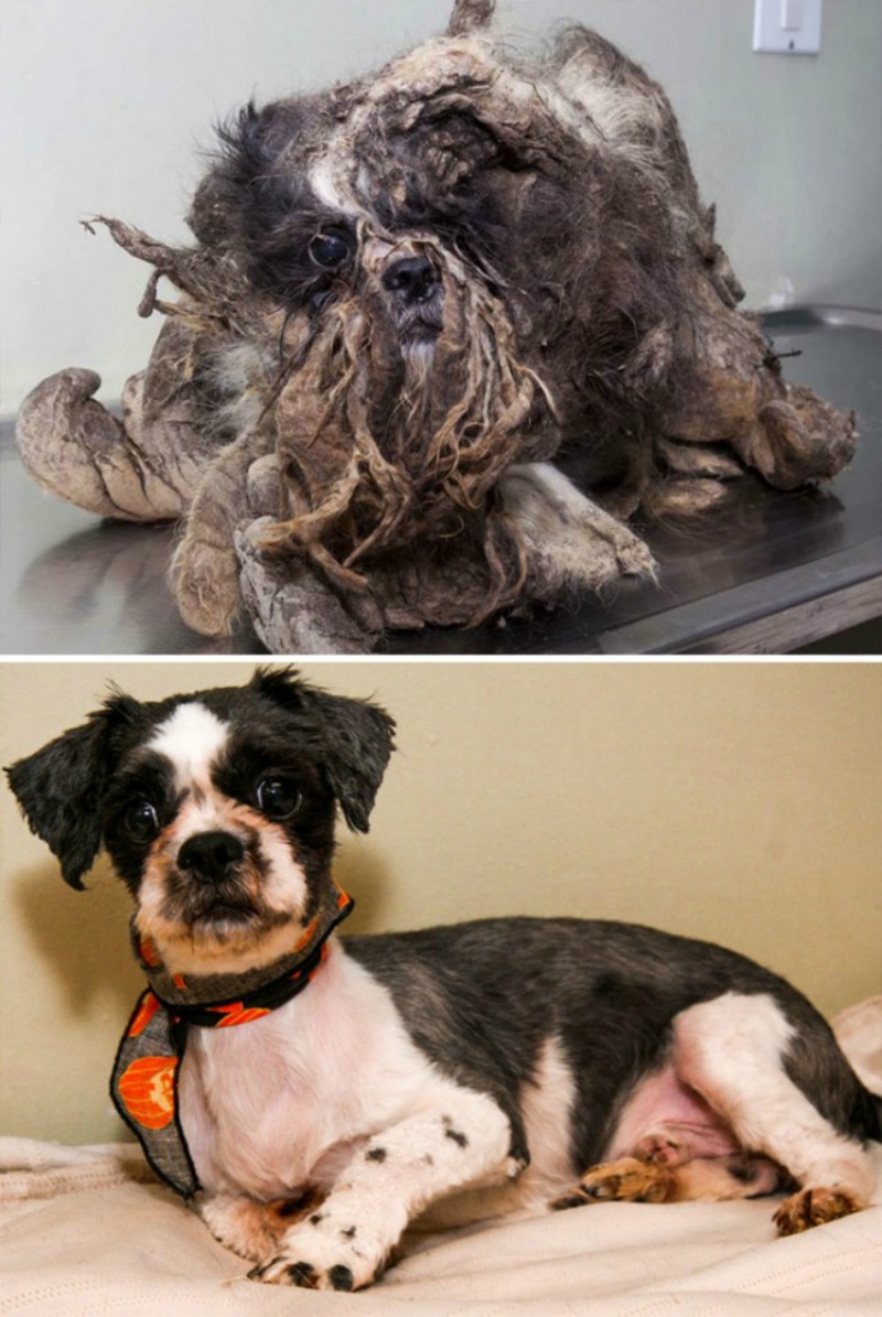 Perros antes y despues foto 1
