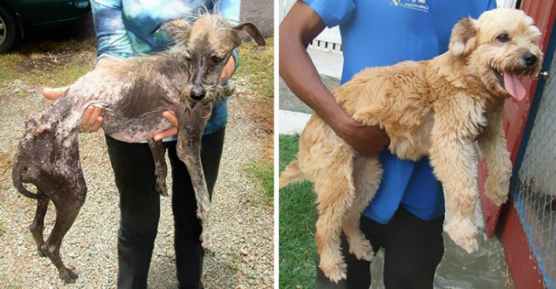 Perros antes y despues foto 14