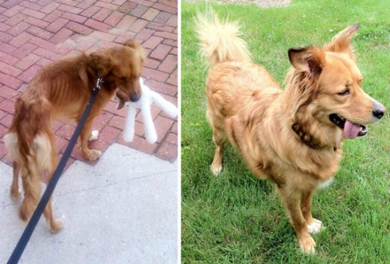 Perros antes y despues foto 15