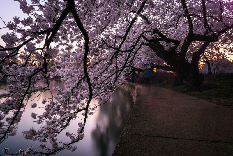 Primavera en Japon foto 13