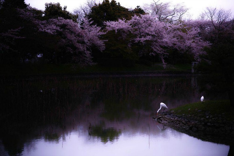 Primavera en Japon foto 7
