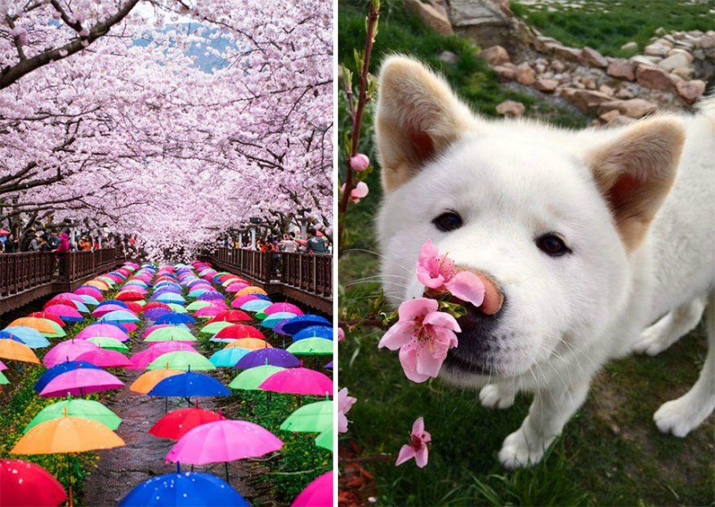 Primavera en Japon foto 9