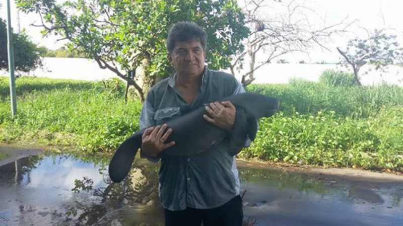 Rescate de un manati foto 1