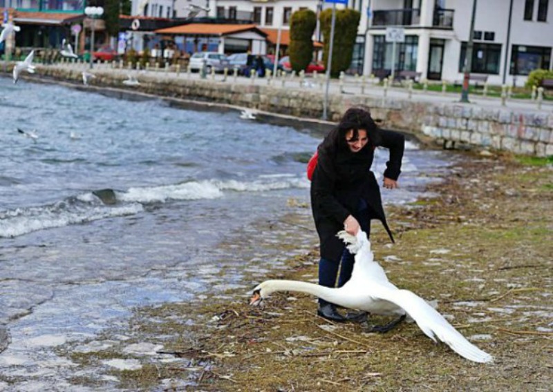 Selfie con cisne foto 2