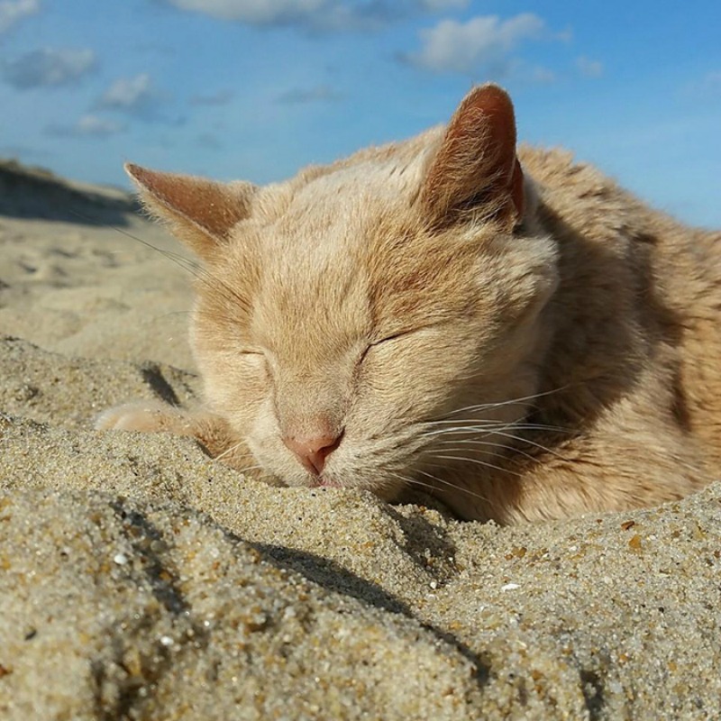 rescate de gatos abandonados 1