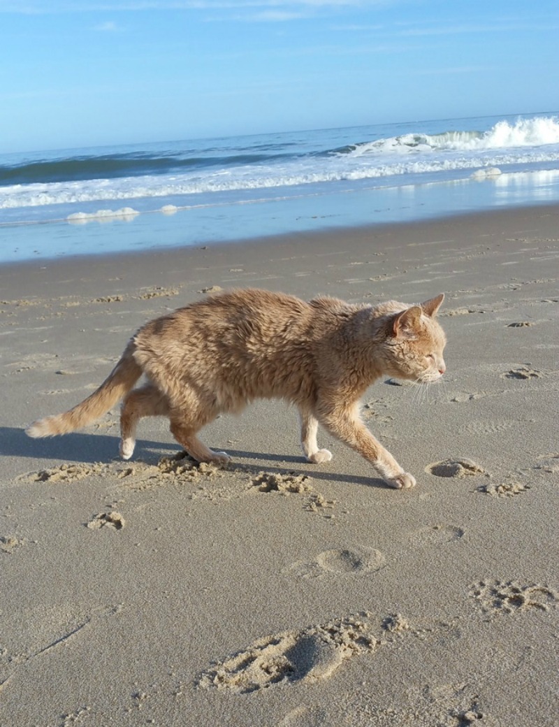 rescate de gatos abandonados 3