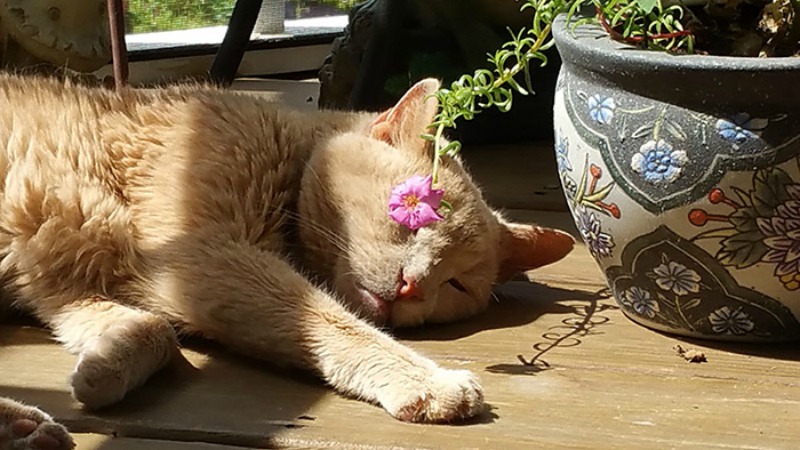 rescate de gatos abandonados 9